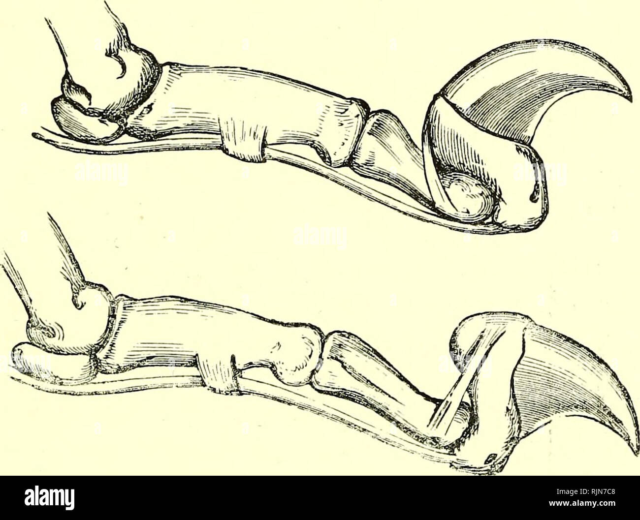 Scapula dog hires stock photography and images Alamy