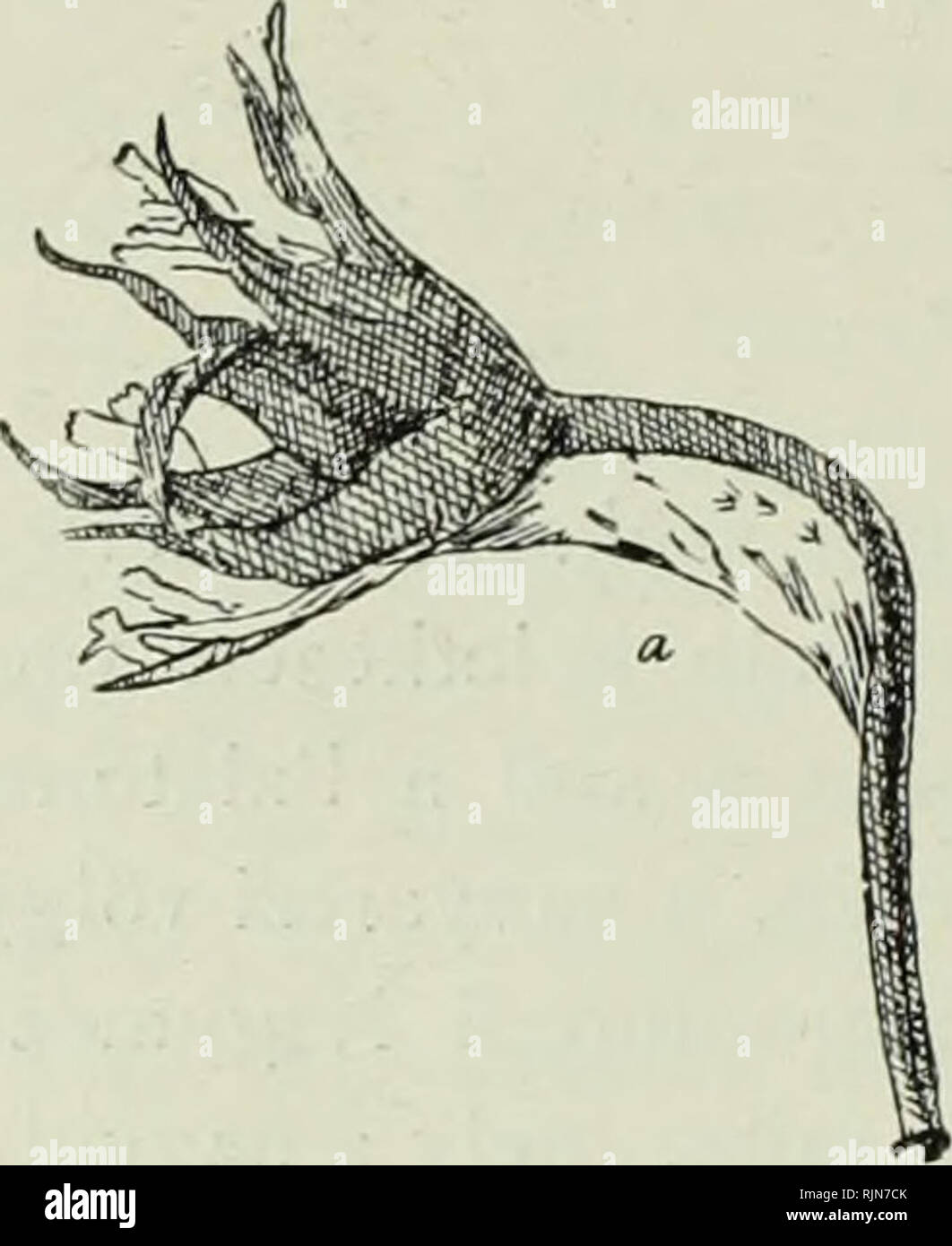 . A Balaton tava?nak e?s partmelle?ke?nek no?ve?nyfo?ldrajza e?s ede?nyes no?ve?nyzete. Plants; Phytogeography. 280 A pa,rla,g és legel?. Itt n? továbbá a vad sáfrány, a Podospermum Jacquinianum, Myrrhodes trichosperma, M. Anthriscus, Erodium ciconium, három Lappá, Agrimonia eupatoria, Allium sphaerocephalum, Ajuga Chamaepitys var. grandiflora, Medicago varia, Taraxacum serotinum, Astragalus Austriacus, A. Ono- brychis, Linum Austriacum, L. tenuifolium, Echium altissimum, Jurinea mollis, a bürök, csemege- bürök, Verbascum phlomoides, Rapistrum perenne, Sisymbrium orientale, Linaria linaria, L. Stock Photo