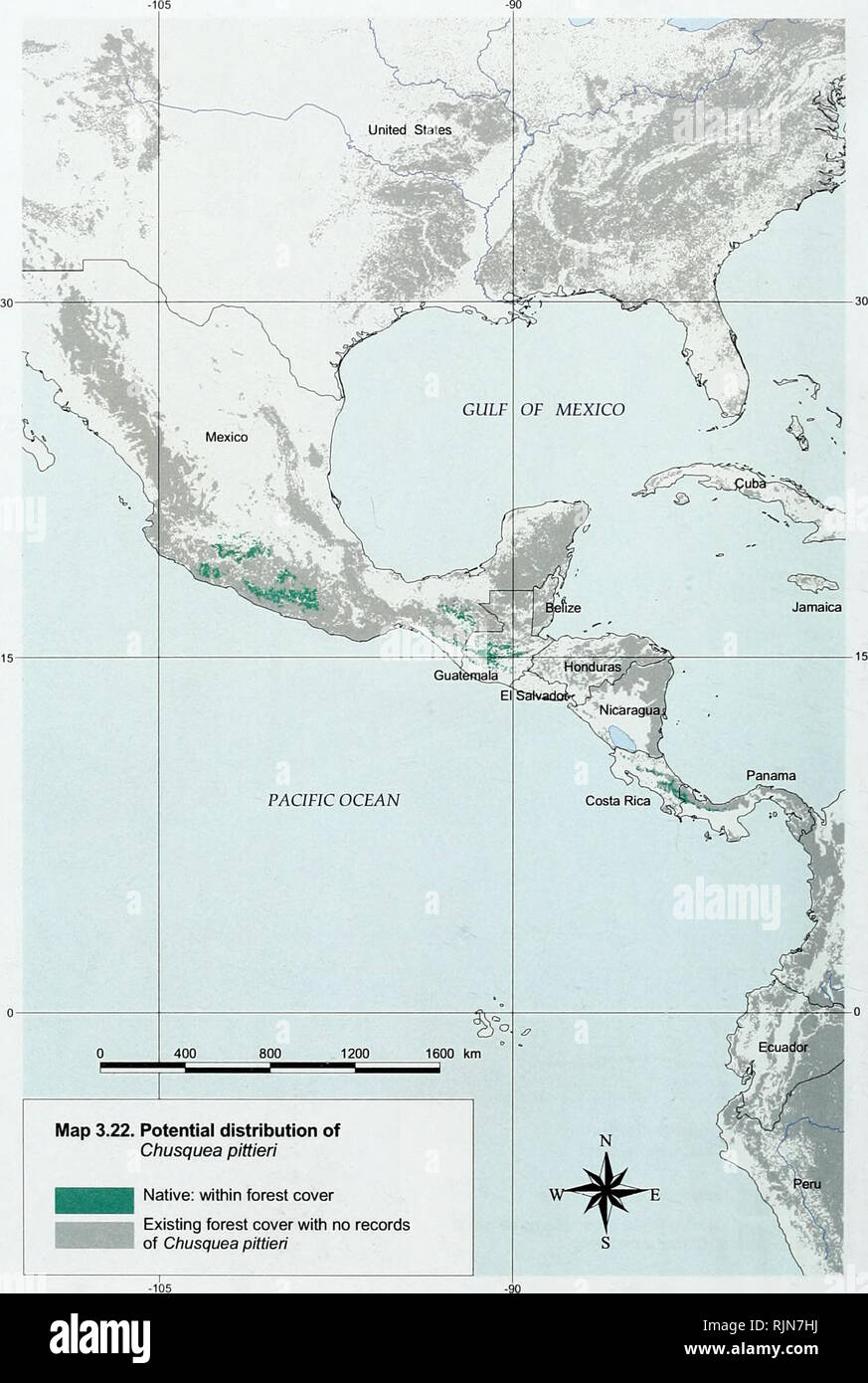 . Bamboo biodiversity : Africa, Madagascar and the Americas. Bamboo; Biodiversity; Bamboo; Biodiversity; Bamboe; Rotan; Biodiversiteit; Bambusgewa?chse; BAMBOO; BIOLOGICAL DIVERSITY; NATURE CONSERVATION; MAPS; AFRICA; MADAGASCAR; AMERICAS. Bamboo biodiversity. 800 Map 3.22. Potential distribution of Chusquea pittieri Native: within forest cover Existing forest cover with no records of Chusquea pittieri 64. Please note that these images are extracted from scanned page images that may have been digitally enhanced for readability - coloration and appearance of these illustrations may not perfectl Stock Photo