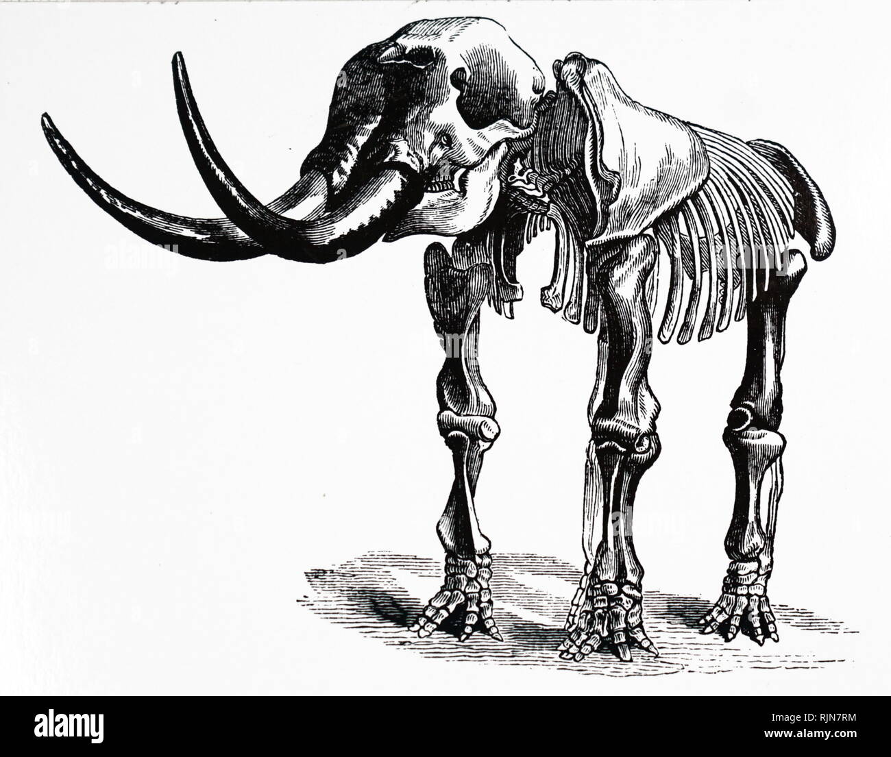 An engraving depicting the restored skeleton of a Mastodon. Mastodons are any species of extinct proboscideans in the genus Mammut, distantly related to elephants, that inhabited North and Central America during the late Miocene or late Pliocene period. Dated 19th century Stock Photo