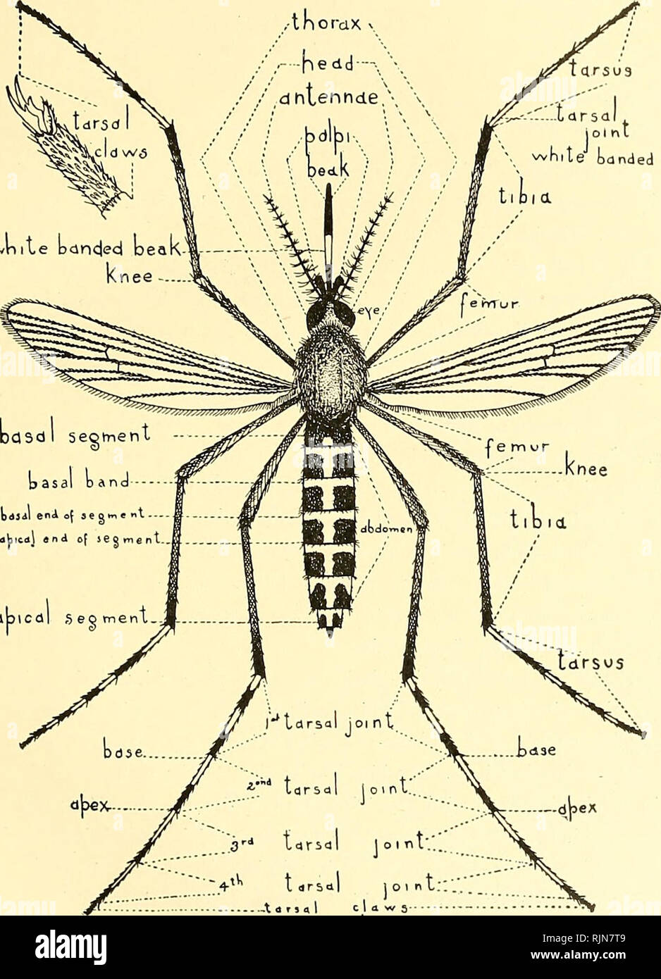 New jersey mosquito hires stock photography and images Alamy
