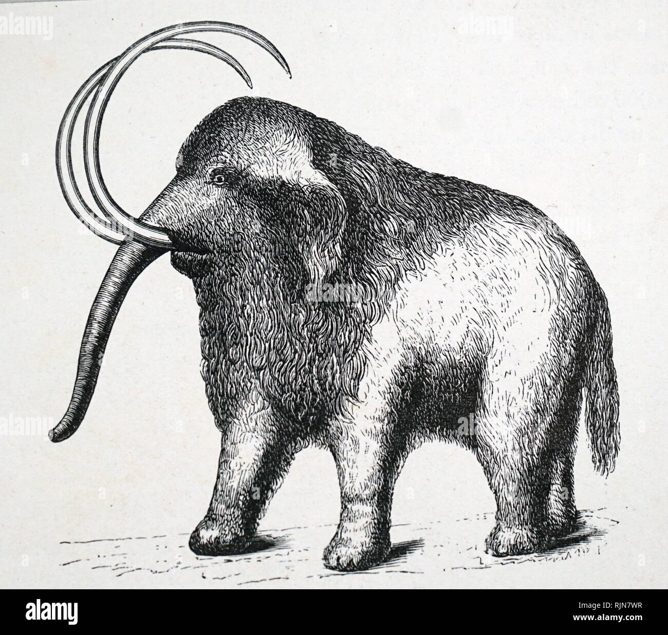 An engraving depicting a restored mammoth. Dated 19th century Stock Photo