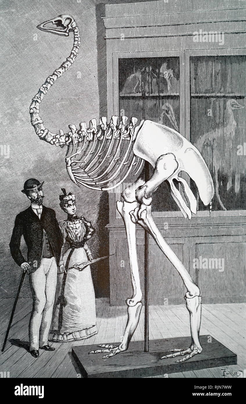 An engraving depicting the restored skeleton of an Aepyornis, a giant flightless bird of Madagascar during the Pleistocene period. Dated 19th century Stock Photo