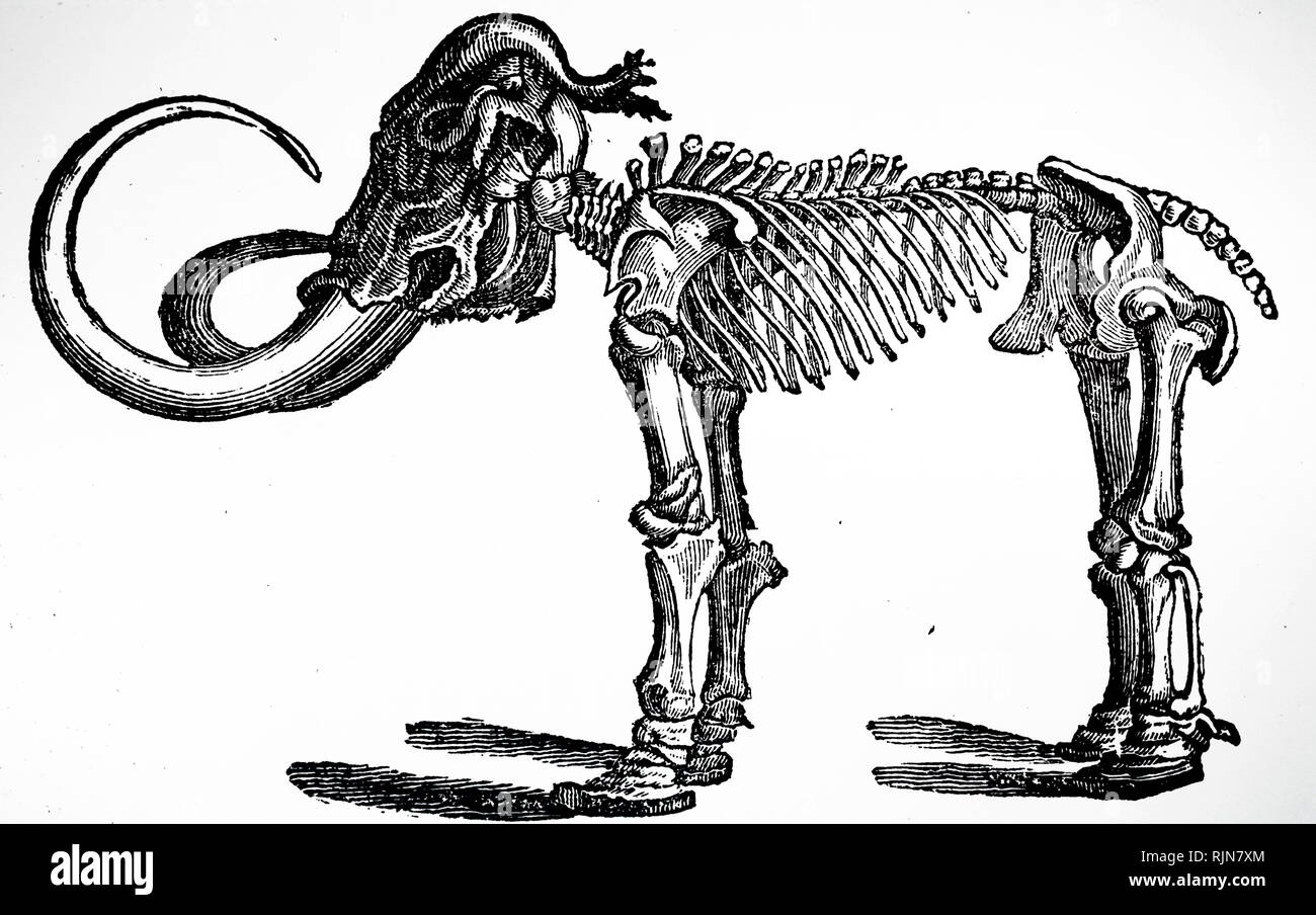 An engraving depicting a restored mammoth skeleton. Dated 19th century Stock Photo