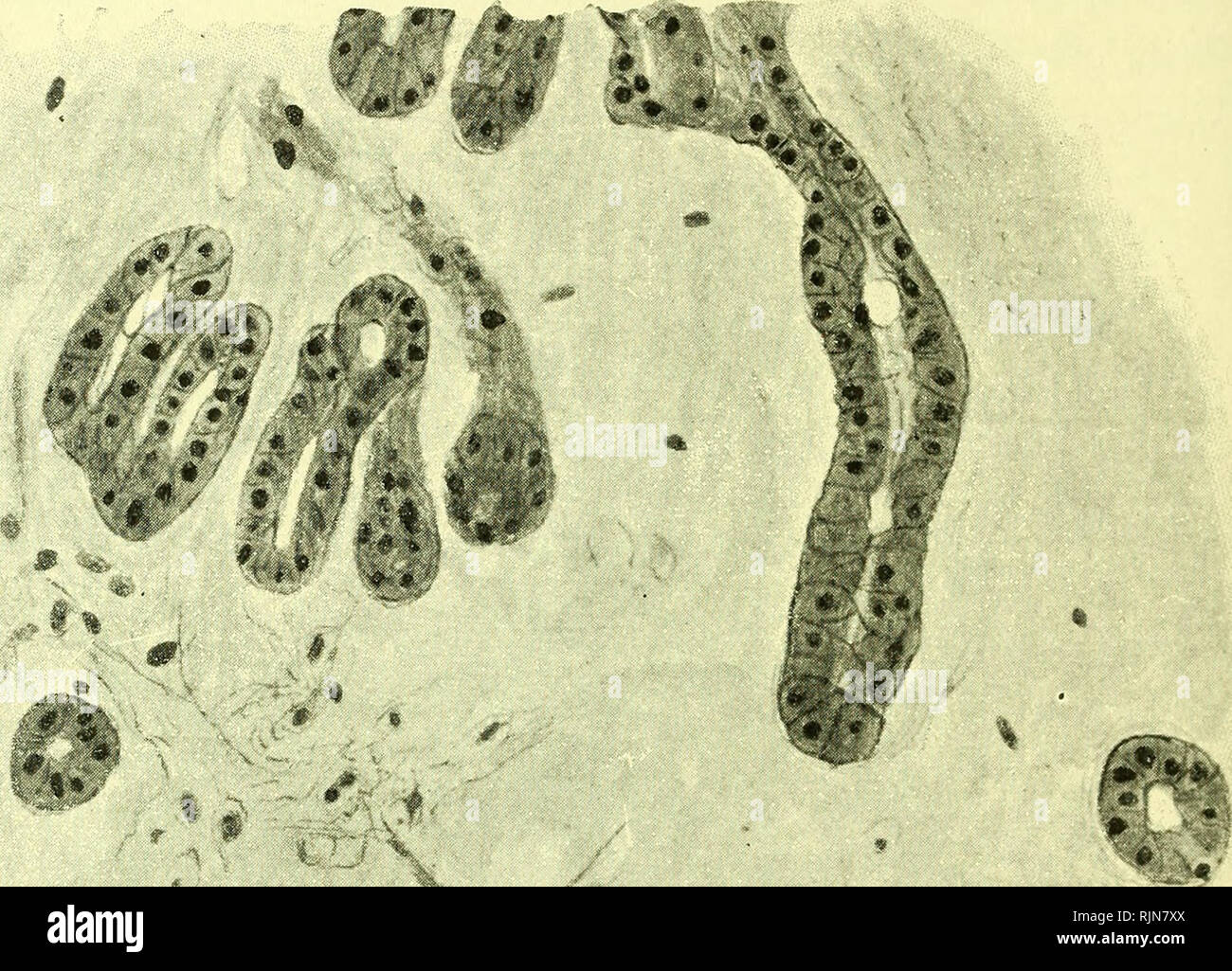 . Pathology and bacteriology [electronic resource]. Ophthalmology; Eye ...
