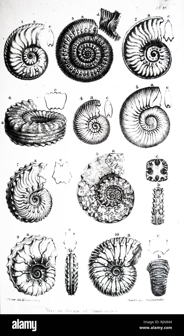 An engraving depicting a collection of various Ammonites, an extinct group of marine mollusc animals in the subclass Ammonoidea of the class Cephalopoda. Dated 19th century Stock Photo