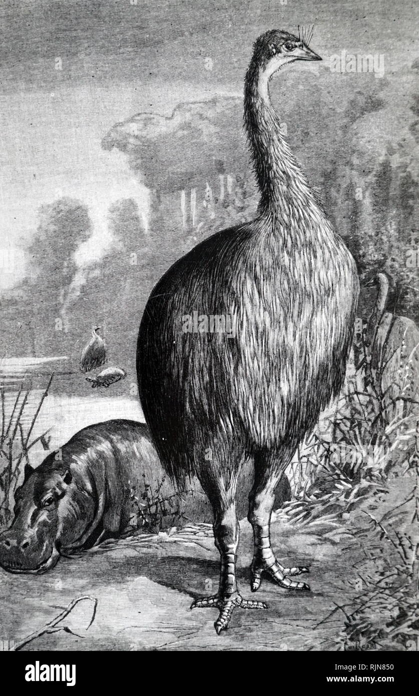 An engraving depicting a Aepyornis, a giant flightless bird of Madagascar during the Pleistocene period. Dated 19th century Stock Photo