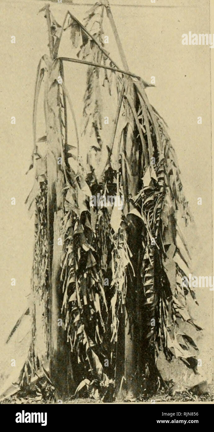 . Banana wilt. Fusarium wilt of banana. SMsk Br4ndes: Banana Wilt. Please note that these images are extracted from scanned page images that may have been digitally enhanced for readability - coloration and appearance of these illustrations may not perfectly resemble the original work.. Brandes, Elmer Walker, 1891- [from old catalog]. [Baltimore Stock Photo