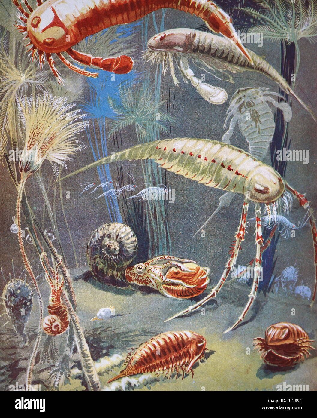 Illustration of gastropods and undersea creatures. From 'The Science of Life' by Julian Huxley and H G Wells. 1930 Stock Photo