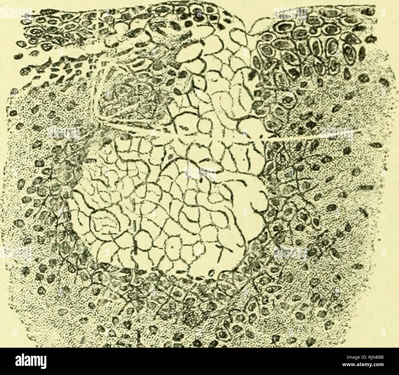 . Pathology and bacteriology [electronic resource]. Ophthalmology; Eye ...