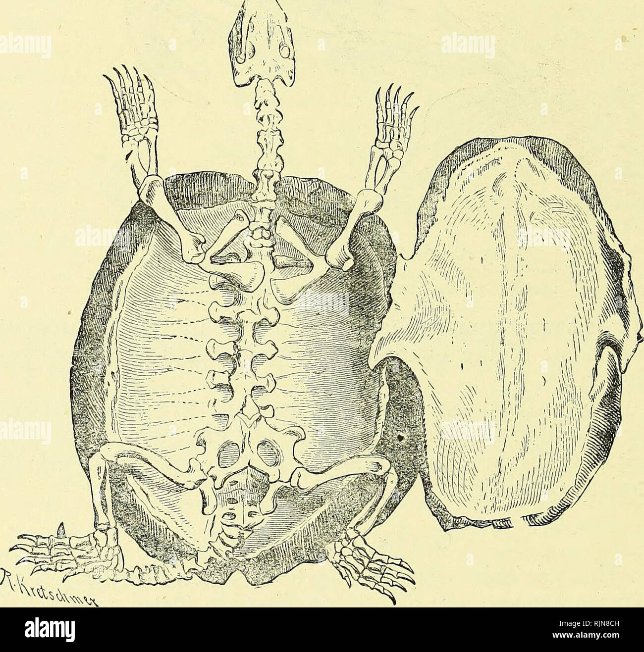 Vestigial limbs hires stock photography and images Alamy