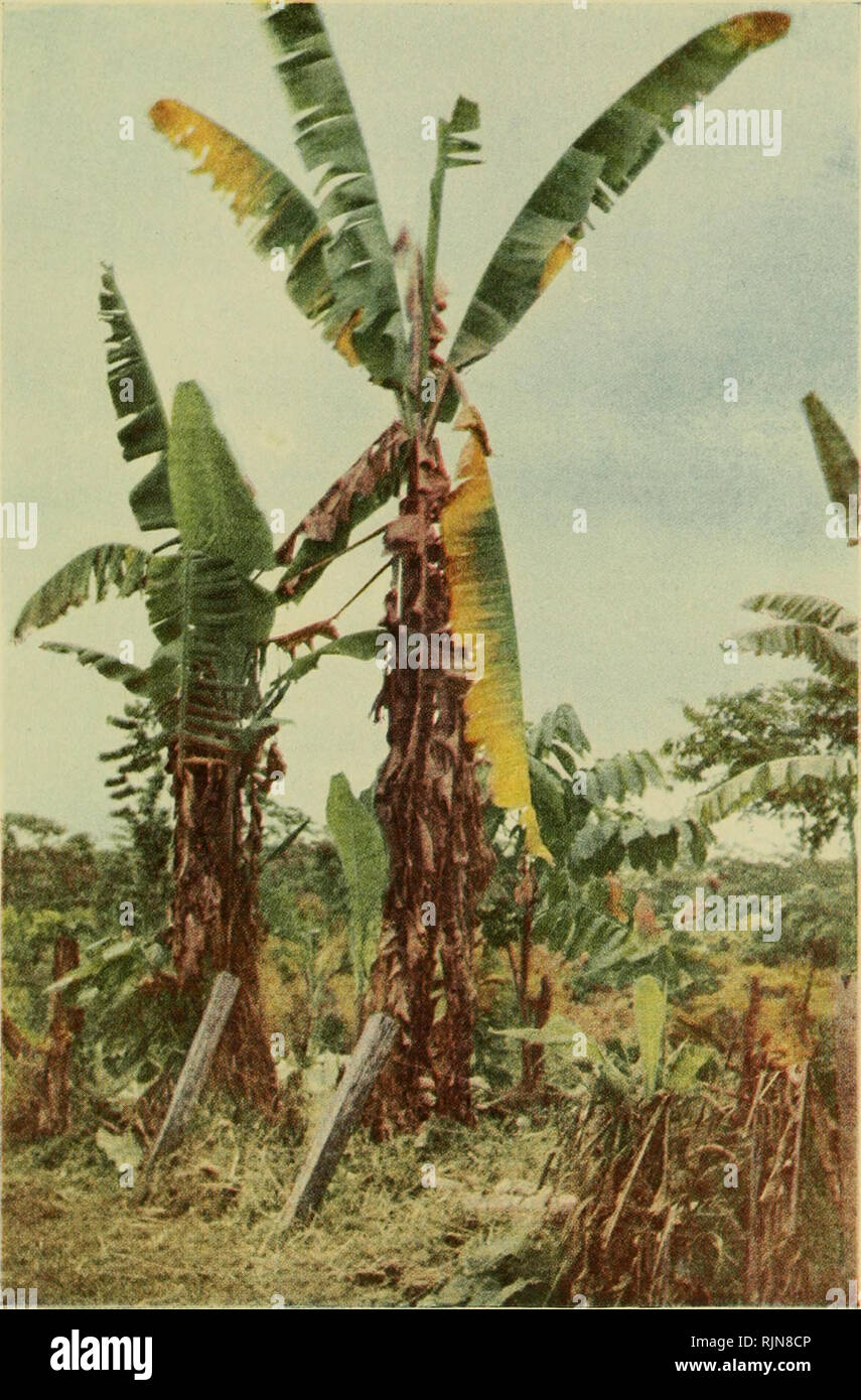 . Banana wilt. Fusarium wilt of banana. PHYTOPATHOLOGY, IX PLATE XXI. Brandes: Banana Wilt A banana plant of the Gros Michel variety in Costa Rica attacked by the wilt organism.. Please note that these images are extracted from scanned page images that may have been digitally enhanced for readability - coloration and appearance of these illustrations may not perfectly resemble the original work.. Brandes, Elmer Walker, 1891- [from old catalog]. [Baltimore Stock Photo
