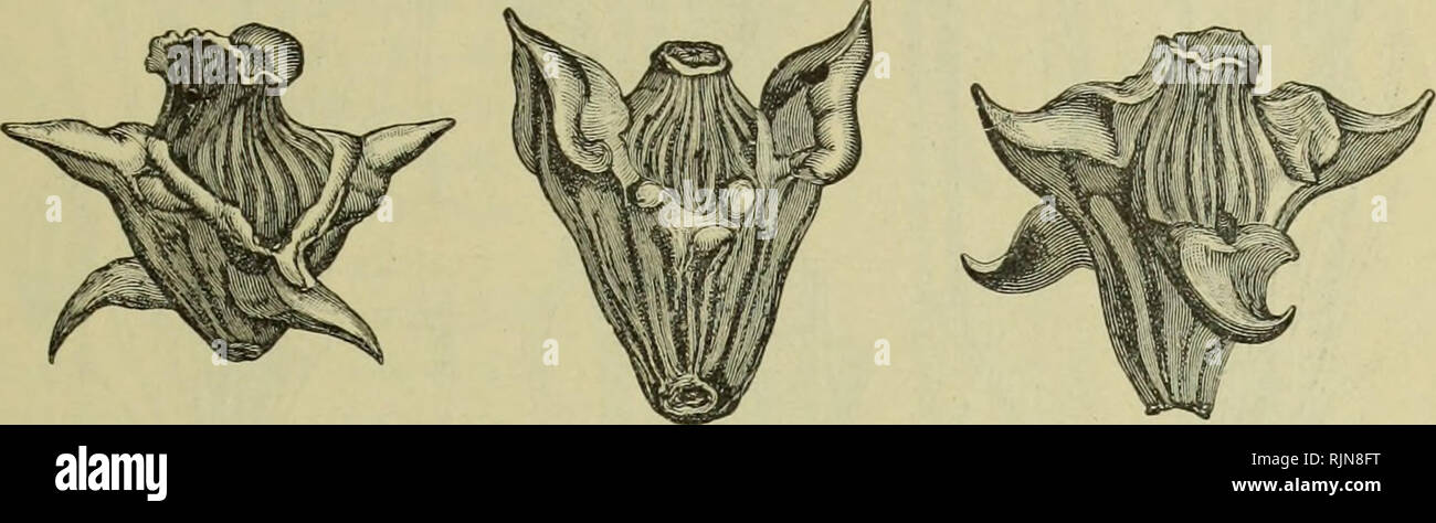 . A Balaton tavaÌnak eÌs partmelleÌkeÌnek noÌveÌnyfoÌldrajza eÌs edeÌnyes noÌveÌnyzete. Plants; Phytogeography. A vÃ-zi termÃ©s meg a mag. 41 AlakjÃ¡t tekintve leginkÃ¡bb kÃ©t alapformÃ¡ra vonhatjuk Ã¶ssze: szemtermÃ©sre Ã©s puhÃ¡s szÃ©tkorhadÃ³ra. A vÃ-zi szemtermÃ©s (caryopsis aquatica) szintÃ©n aprÃ³ Ã©s csakis magnak gon- dolhatÃ³, mint a szÃ¡razfÃ¶ldiekÃ© (kender, gabona), egymagÃº, s a termÃ©snek megfelelÅ' rÃ©sz rÃ¡szÃ¡rad a magra. Ez a termÃ©shÃ©j elÃ©g erÃ³'s {Ruppia, Potamogeton, Kamiiiaihis, Zannichellia), vagy jÃ³ kemÃ©ny {Ceratophyllum, Naias), Ãºgy hogy a tÃ©l viszontag- sÃ¡ga el Stock Photo