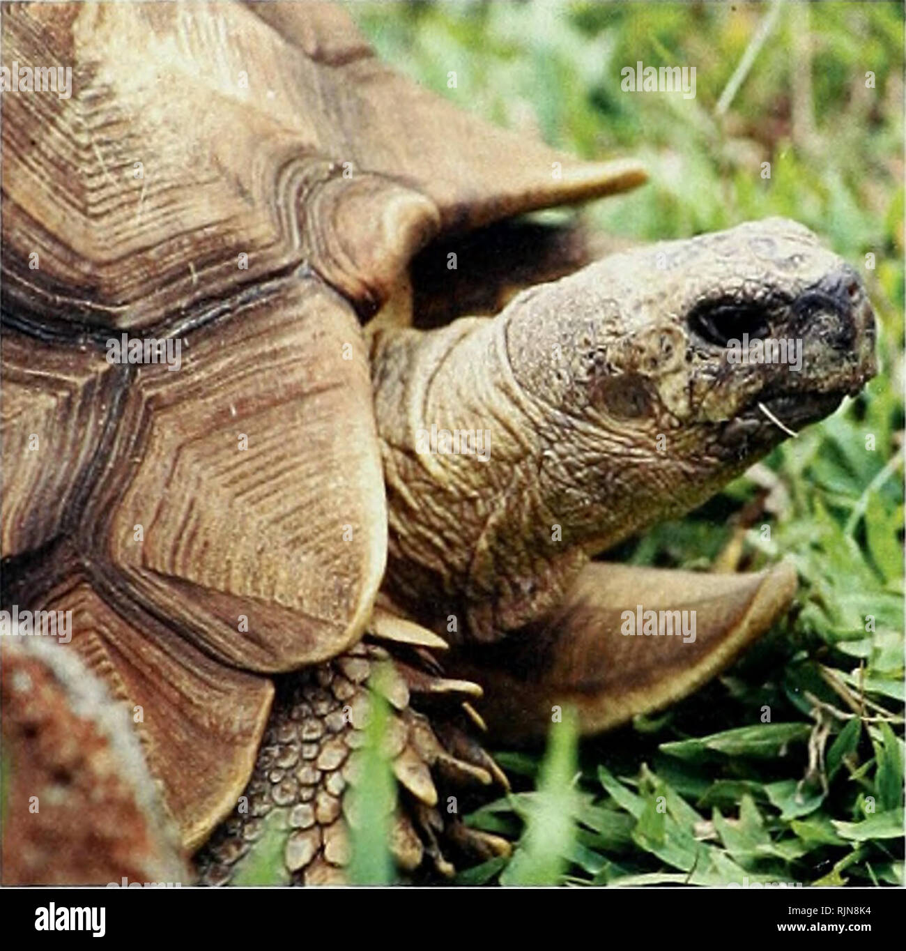 Bamboo biodiversity : Africa, Madagascar and the Americas. Bamboo;  Biodiversity; Bamboo; Biodiversity; Bamboe; Rotan; Biodiversiteit;  Bambusgewa?chse; BAMBOO; BIOLOGICAL DIVERSITY; NATURE CONSERVATION; MAPS;  AFRICA; MADAGASCAR; AMERICAS. Bamboo ...