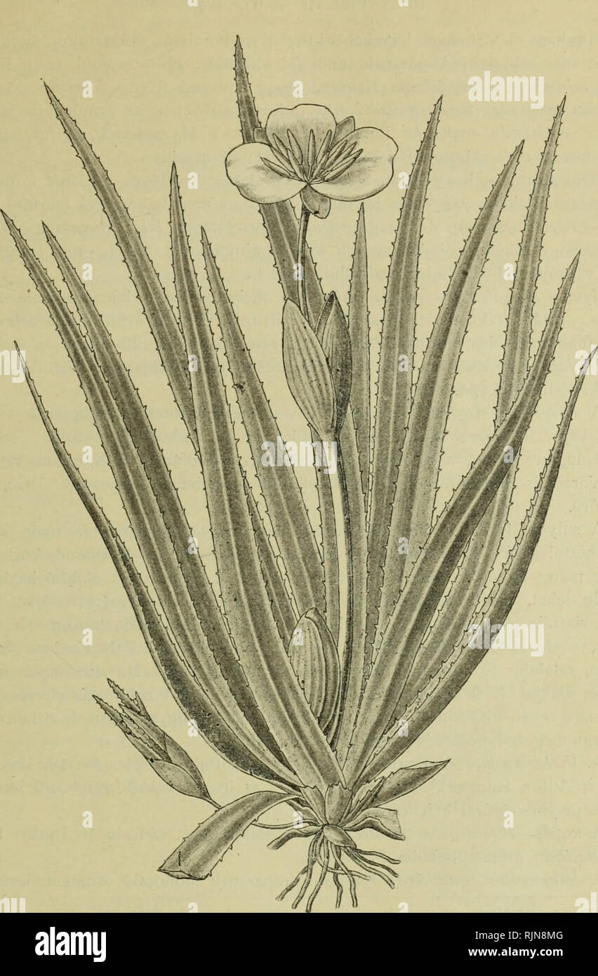 A Balaton tava?nak e?s partmelle?ke?nek no?ve?nyfo?ldrajza e?s ede?nyes  no?ve?nyzete. Plants; Phytogeography. A vízi levél cila,pt'oiiná,i. 27. 10.  ábra. A kolokán hímes virá^'jával, balra a kurta inda végén új levélrózsa  sarjával, lent