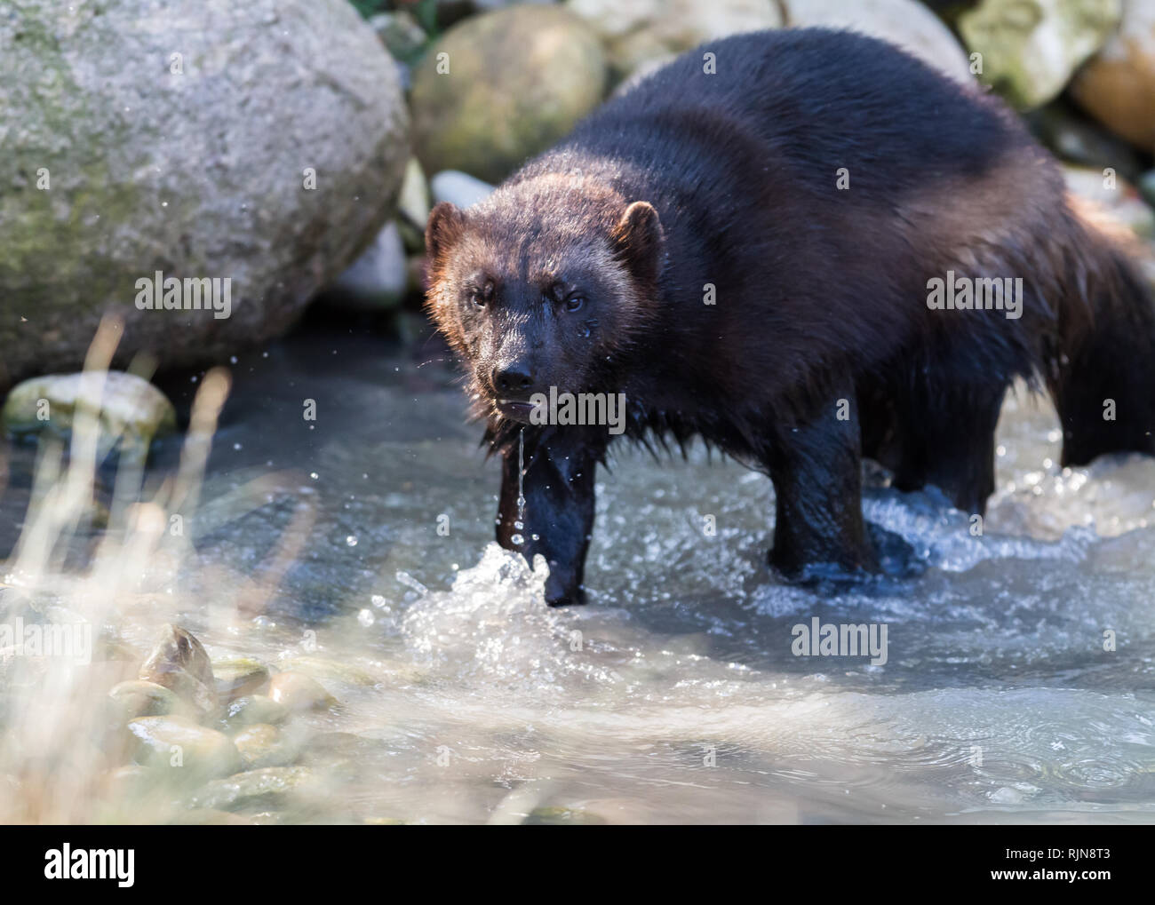 Wolverine in the forest Stock Photo - Alamy