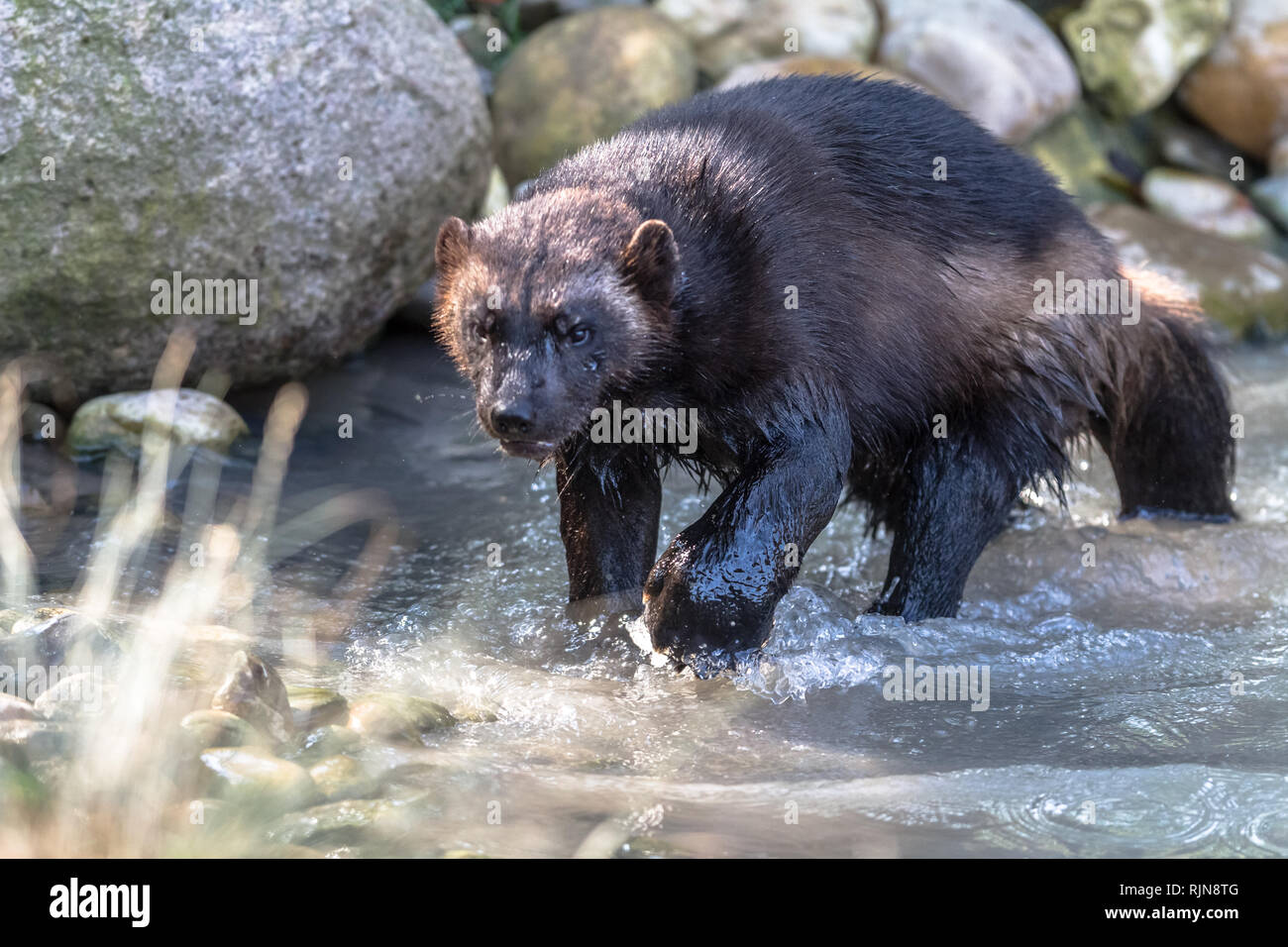Wolverine illustration animal wolverine gulo gulo hi-res stock ...