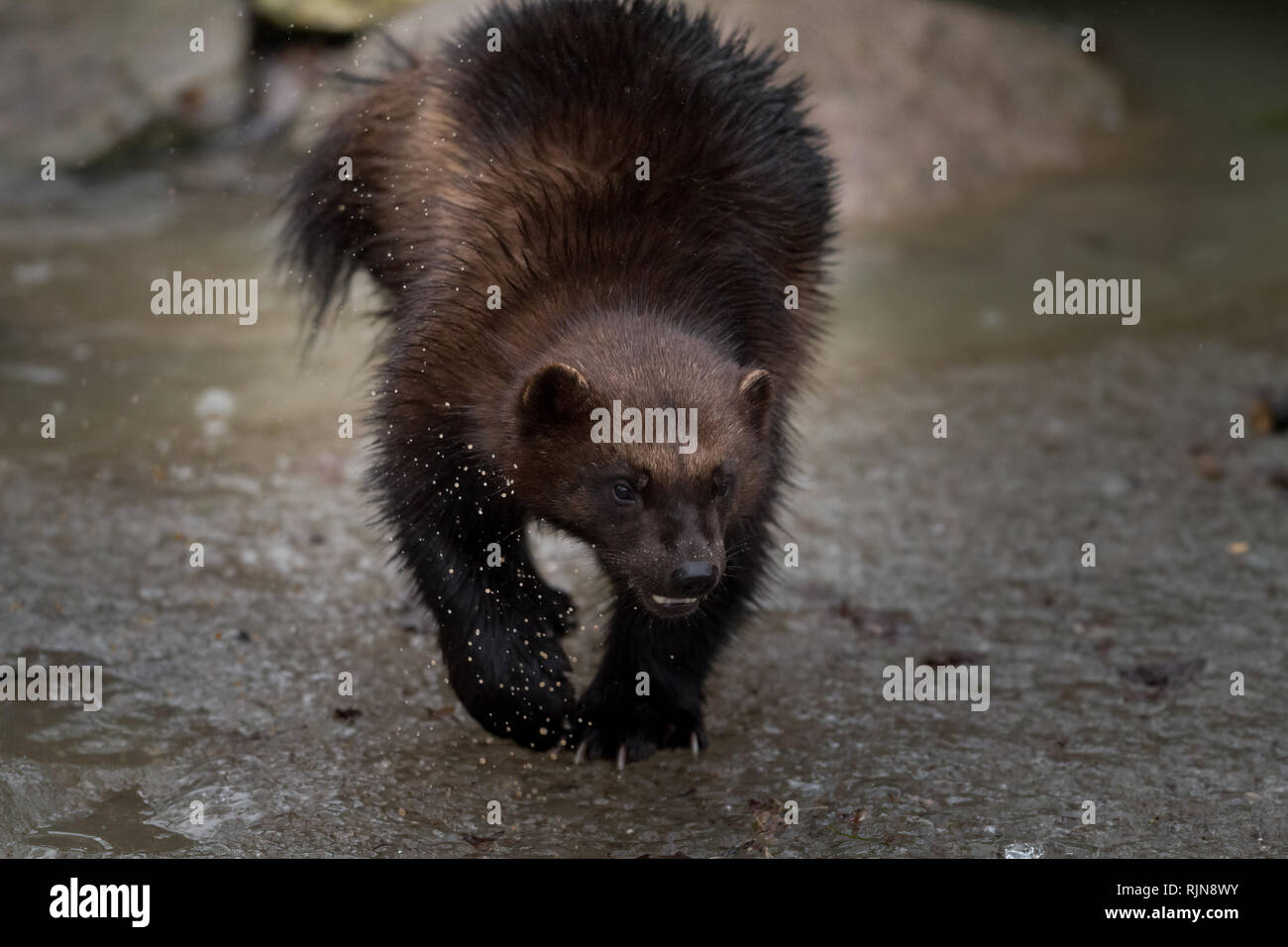 Wolverine illustration animal wolverine gulo gulo hi-res stock ...