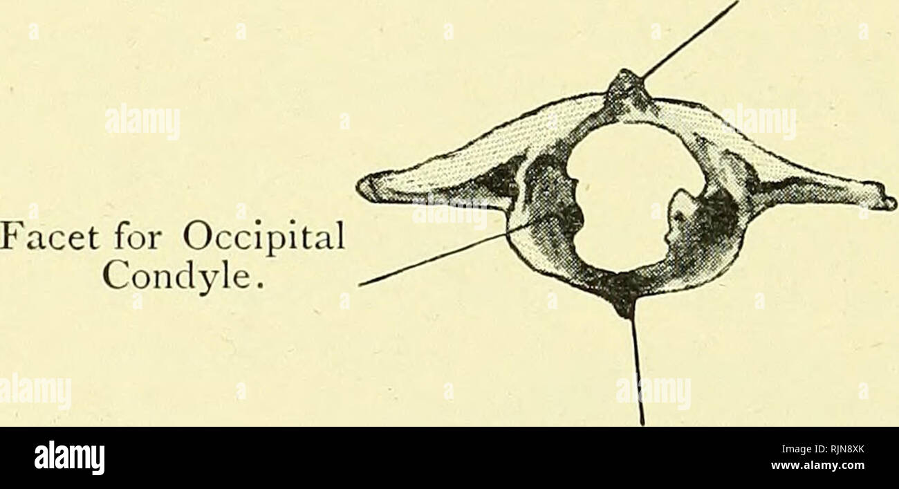 Elementary Text Book Of Zoology Electronic Resource Zoology 3 Chord At A The Palatine Processes Of The Maxihae The Palatines And Pterygoids Lie In The Roof Of The Mouth The Squamosal Is