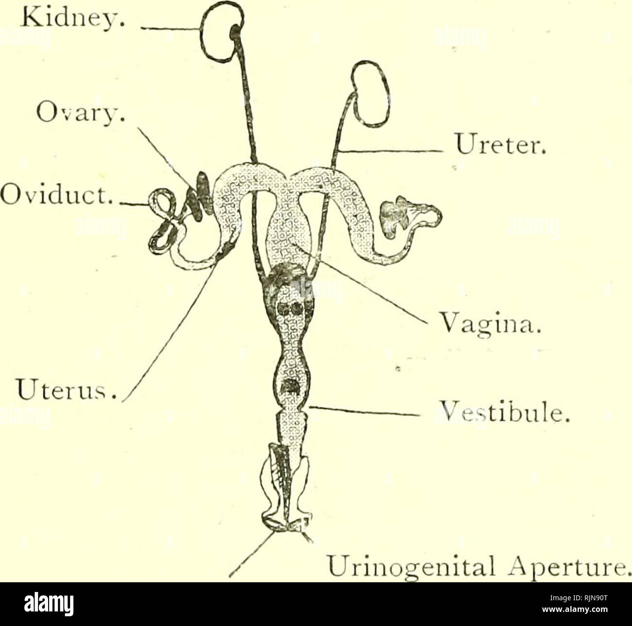 Elementary text-book of zoology [electronic resource]. Zoology. LEFUS. 383  The kidneys lie in the dorsal region of the abdomen; the right further  forward than the left. From each there runs back