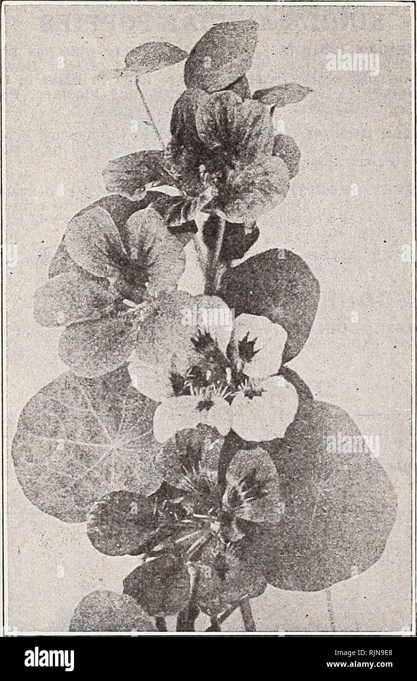 Bailey S Seeds Bulbs Shrubs Poultry Supplies Bailey Amp Sons Co Salt Lake City Utah Page 35 Annual Flower Seeds Nasturtiums These Favorite And Well Known Flowers Are Popular Because Of The