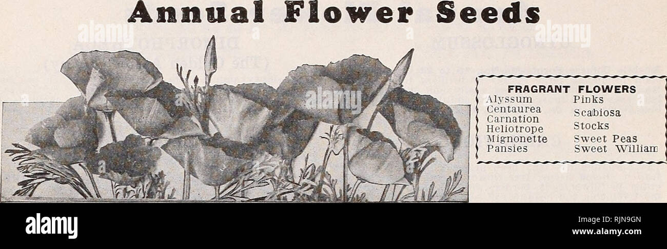 . Bailey's seeds bulbs shrubs poultry supplies. Page 32 BAILEY'S ANNUAL SPRING CATALOG FOR 1932. ESCHOLTZIA (California Poppy) 1 ft. The State flower of California. A bright, free-flow- ering- plant of low spreading growth with finely cut silvery foliage. Sow the seed where the plants are to remain. AURANTIACA—The true California poppy. Color is deep orange. Pkt., 10c; oz., 30c. MIXED NEW VARIETIES—A mixture of all the new varieties, containing new colors ranging from white to dark crimson. Unexcelled for bedding and massing. Pkt., 10c; !/2 oz., 25c. X. GILIA CAPITATA—Graceful annual, growing  Stock Photo