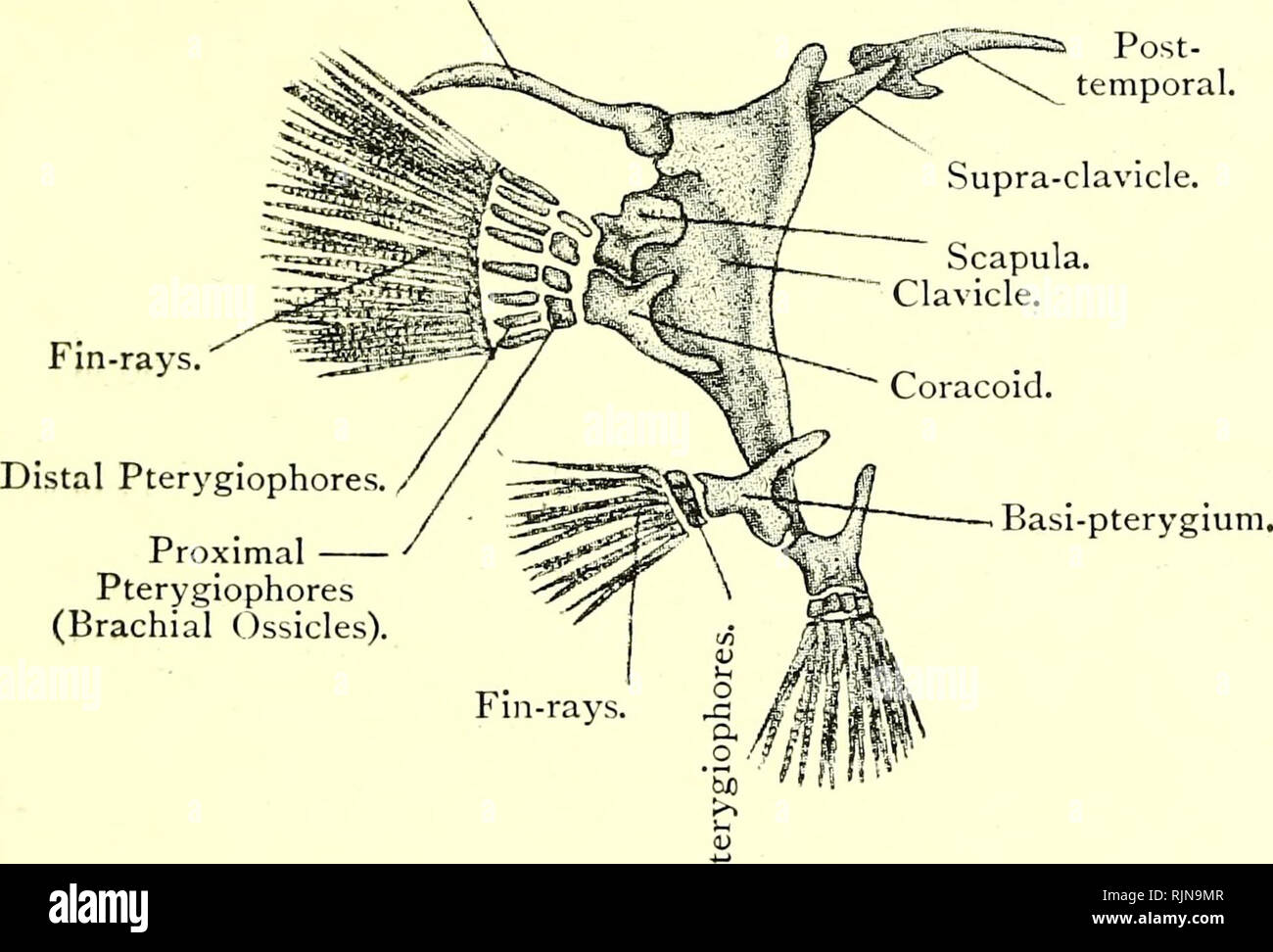. Elementary text-book of zoology [electronic resource]. Zoology. GAD us. 337 and the cerato-branchials of the fifth arch form the inferior pharyngeal bones. The vertebral colunni consists of a large number of aniphi-ccelotis verteh-a. The anterior are termed abdominal and the posterior are caudal. All the vertebrae have complete neural arches and neural spines. Most of the abdominal have also transverse processes, which bear a pair of ribs and a pair of more dorsally placed so-called inter- muscular bones. In the caudal vertebrae the transverse processes meet below and form a complete hcetnal Stock Photo