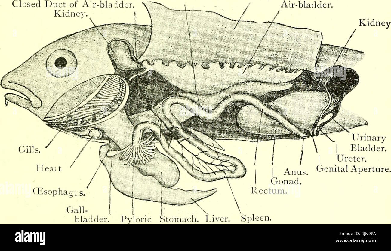 . Elementary text-book of zoology [electronic resource]. Zoology. GAD ...