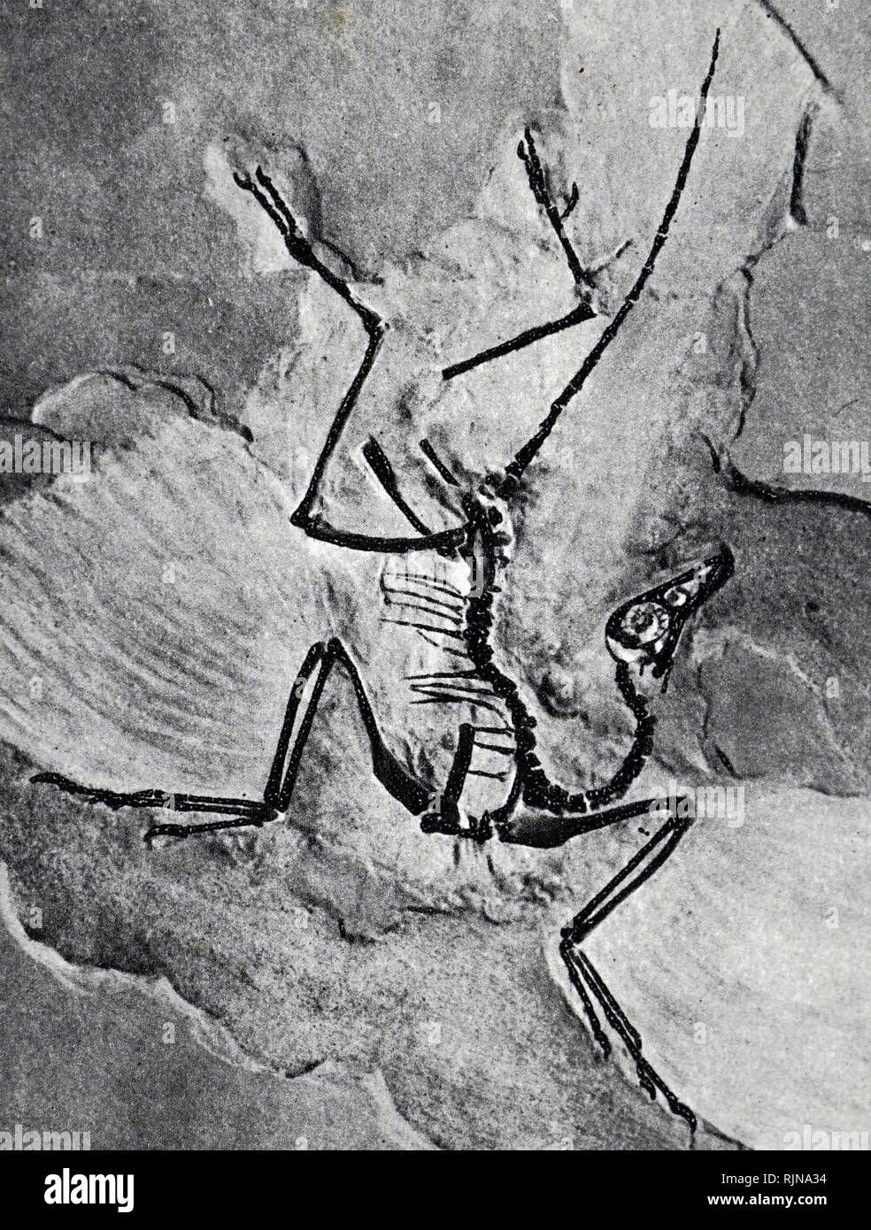 Markings and fossils in the rocks and the rocks themselves are the first historical documents. Dated 19th century Stock Photo