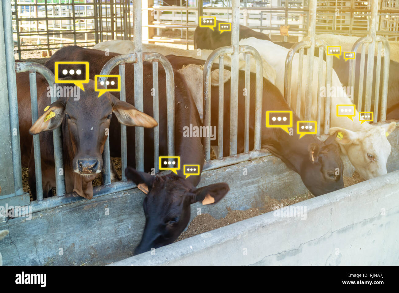 Smart cow hires stock photography and images Alamy