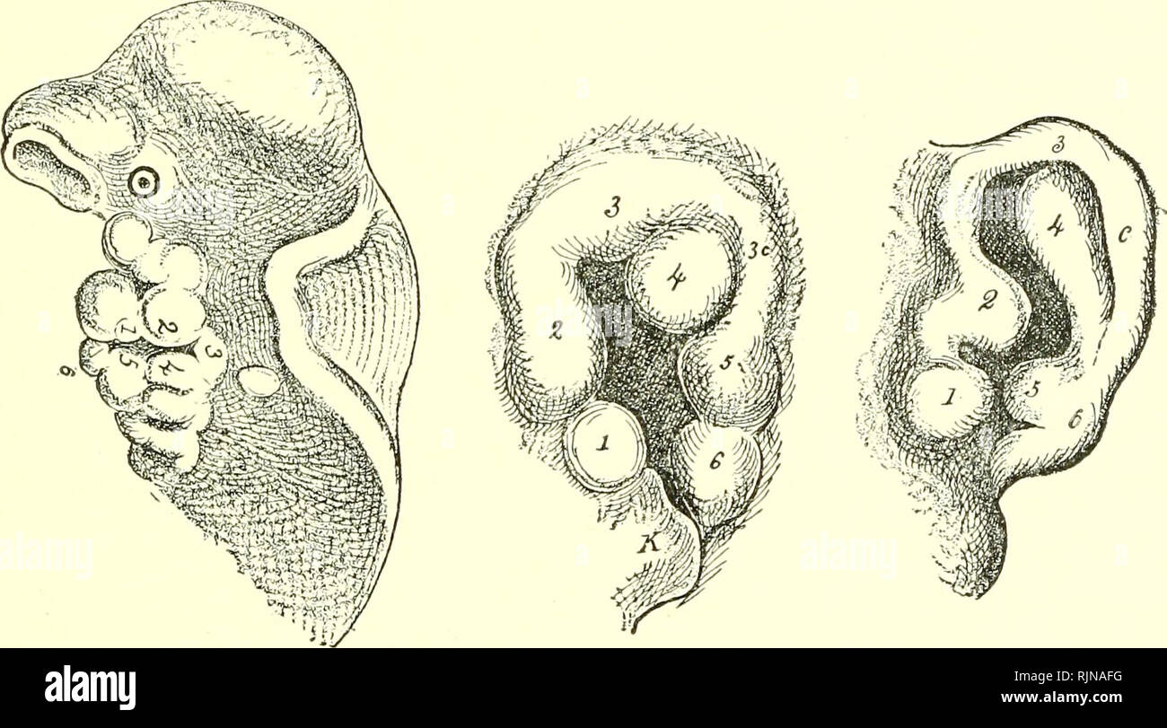 . A text-book of embryology for students of medicine [electronic resource]. Embryology; Embryology. THE MIDDLE AND THE EXTERNAL EAR. 357 passes along its outer side. After the ossification of the temporal bone, these structures are embedded within the abundant soft connective tissue which is between the epi- thelial sac, now the mucous membrane, and the bony walls of the tympanum. This mass of soft tissue undergoes very considerable diminution, owing to which the mucous mem- brane comes into contact with the bony walls, and as a result the ossicles and the chorda tympani are enclosed in folds  Stock Photo