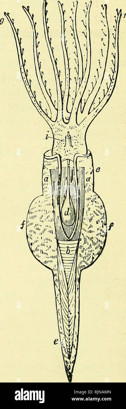 . Elementary text-book of zoology [electronic resource]. Zoology. 284 MOLLUSC A. comprises the snails and the slugs. 1 he rest are marine or freshwater. Some, the sea-slugs or JVudibranchs, lose their shells and have an external approximation to piano- symmetry. Others are adapted for a pelagic life, they are usually transparent, and the shells if present are thin and pellucid. The foot is usually reduced, but may form a swimming organ. The great majority of the sub-class, ho^â ever, creep on the sea-floor, and may be carnivorous scavengers, e.g., whelks, or herbivorous, e.g., periwinkles. Th Stock Photo