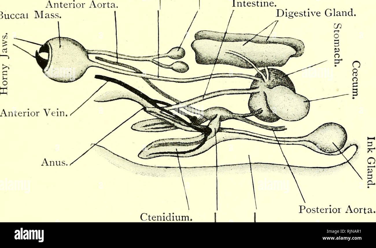 . Elementary text-book of zoology [electronic resource]. Zoology. SEPIA. 279 into the stomach, in which it is mixed with the digestive juices from the digestive gland and pancreatic coeca.   It may be noticed that the anus is not at the hind end of the body, but the intestine is bent forwards along the under surface till the whole alimentary canal is U-shaped, with a ventral flexure. Fig. 195.—Dissection of Organs of Sepia Officinalis from THE Left Side. {Ad. nat.) Semi-diagrammatic. Oesophagus Anterior v.orta. Buccal Mass. Buccal Glands Intestine. Digestive Gland. CO. Ctenidium. | Auricle. P Stock Photo