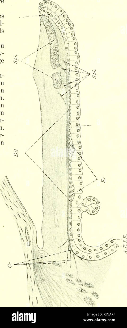 . Lehrbuch der Vergleichenden Mikroskopischen Anatomie der Wirbeltiere [electronic resource]. Vertebrates; Eye; Vertebrates; Eye. Dilatator. 223 Was weitere Einzelheiten betrifft, so scheiden sich die SÃ¤ugetiere hinsichtlich des Aufbaues des Diktators nach Klinge in zwei Gruppen, und Katze der Dilatator Ã¼berall der kleinen radiÃ¤ren IrisfÃ¤ltchen â in in den gleicher *!! QJ  'S &lt;â¢'-' TO 0; â¢s 3 w S es insofern bei Pferd, Hund TÃ¤lern wie an den HÃ¶hen Weise ausgebildet ist, wÃ¤hrend die schwÃ¤chere Dilatatorschicht der WiederkÃ¤uer und des Schweines besondere Bil- dungen, teils Falten, Stock Photo