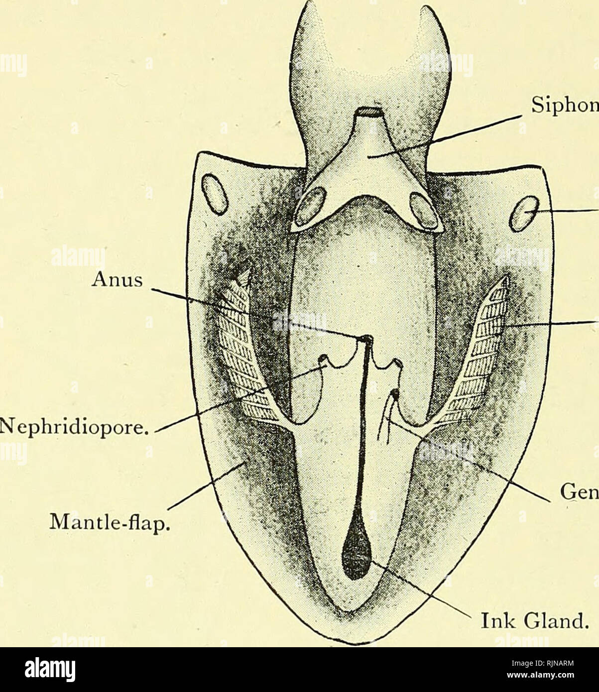 . Elementary text-book of zoology [electronic resource]. Zoology. 278 MOLLUSC A. Fig. 194.—Ventral View of Sepia Officinalis with Mantle Cavity Cut Open. {Ad. nat.) Siphon.. Facet. Ctenidium. Genital Aperture. Ink Gland. Alimentary. The mouth leads through the jaws into a buccal chamber which contains a rasping odo?itophore of essentially the same nature as that of the snail. A duct from a pair of salivary glands opens into the buccal chamber. The oesophagus leads back some way to the stomachy a large rounded sac. From close to the junction of stomach and oesophagus the intestine passes forwar Stock Photo