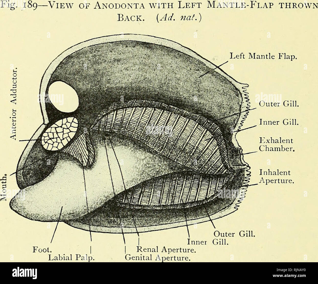 . Elementary text-book of zoology [electronic resource]. Zoology. 272 MOLLUSC A. On either side of the foot there hang the gill-lamellcE, or ctenidia. These are four plates or lamellae on each side, Re &quot;r t formed in each case by a gill-plate folded in itself, the outer gill-plate outwards and the inner inwards. The gill-plates are themselves composed of a num- ber of gill-JHatnerits, which hang perpendicularly in a single row from a horizontal axis, which is fused with the body- wall.. A ctenidium, therefore, consists of a medium axis with two rows of gill-filaments, each row forming a g Stock Photo