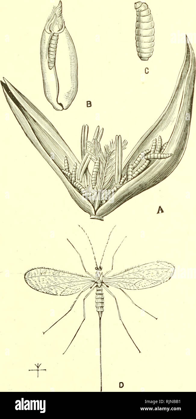 . Elementary text-book of zoology [electronic resource]. Zoology. IN SECT A. The &quot; piercinii and sucking&quot; mouth parts are well shown in the gadfly {Tabanus). The upper lip {labruin) mandibles and maxillae are lengthened and produced into sharp stylets, whilst the labium is produced into a lon^;; hairy proboscis with two terminal lobes. In gnats the piercing &quot; stylets are best developed, whilst in flies, such as the house-fly, the sucking &quot; proboscis is large and the stylets are small. Fig. 169.—Wheat Midge {Cecidomya tritici).. A, Larva in wheat-flower : B, larva in grain ; Stock Photo