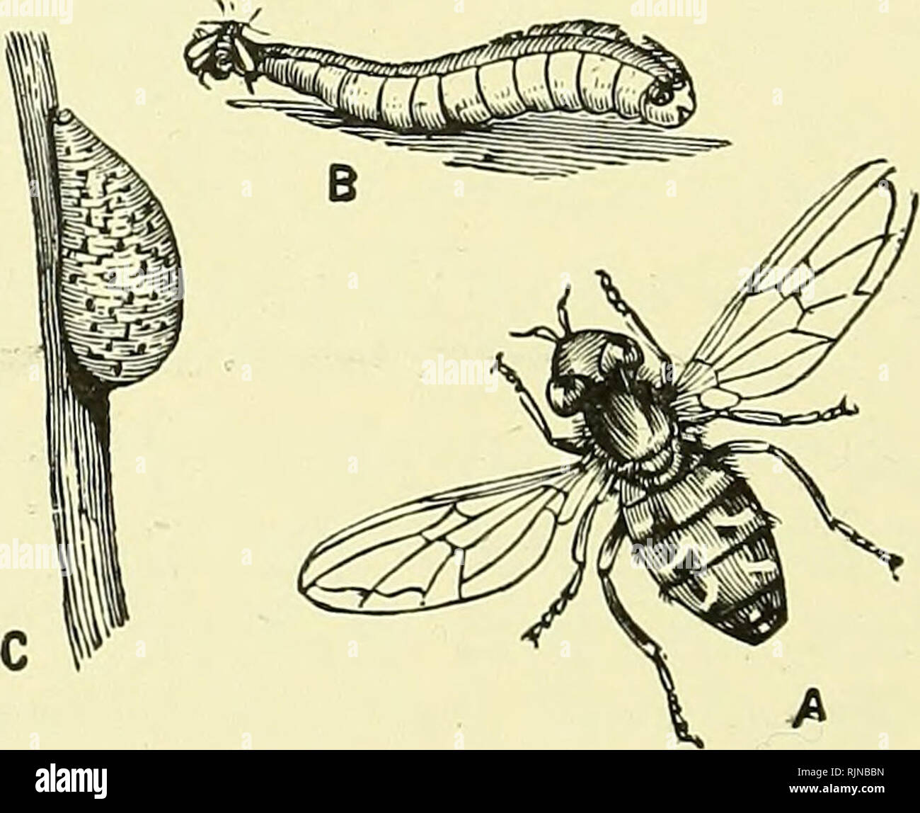 . Elementary text-book of zoology [electronic resource]. Zoology. The deadly African fly. The Diptera have a full metamorphosis, the mouth parts adapted for &quot; piercing and sucking,&quot; and there is a single pair of membranous wings. The hind wings are reduced to a pair of small halteres or balancers, processes with knobs. They comprise the Flies, Gnats, and Fleas. Fig. 168.—Syrphus Pyrastri.. A'fly (A) whose larva (B) feeds upon the green aphis'; C is the pupa.. Please note that these images are extracted from scanned page images that may have been digitally enhanced for readability - c Stock Photo