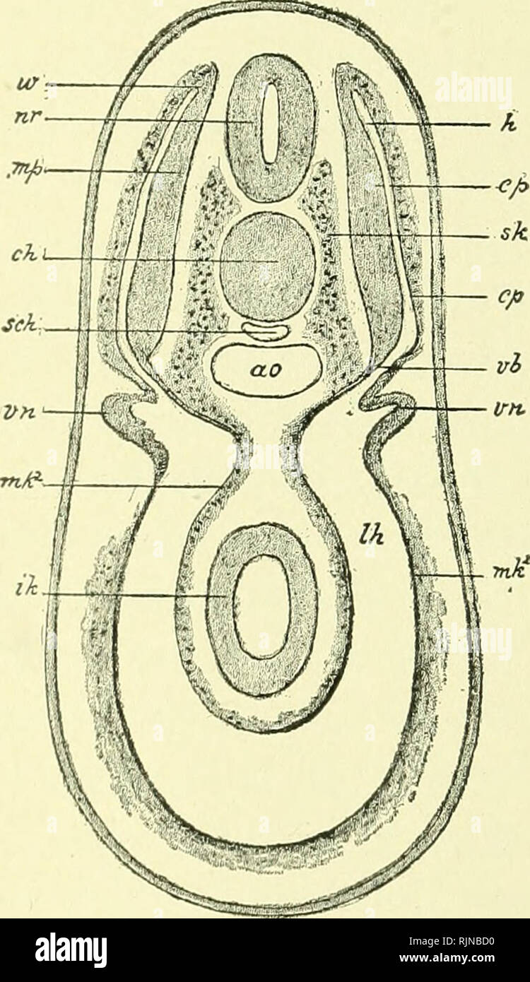 . A text-book of embryology for students of medicine [electronic ...
