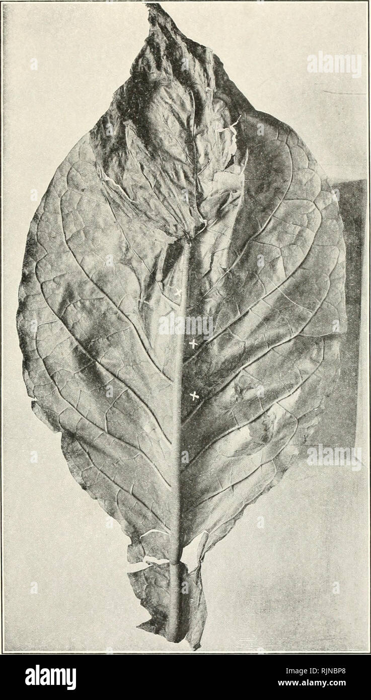 tobacco bacteria Bacteria in relation to plant diseases. Bacteria; Plant diseases. PLANT  BACTERIA, VOL. 3. 2.8" PLATE 35.. Leaf from inoculated tobacco plant  No. 34 (Granville tobacco wilt). Notice dead apex and four