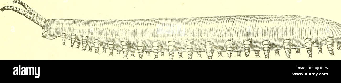 . Elementary text-book of zoology [electronic resource]. Zoology. PERIPATUS. 231 IV.—PERIPATUS. Phylum - - - Annulata Sub-Phylum - - - Arthropoda Class - . . Protrach/eta Fig. 150.—L vteral View of Peripatus Capensis. (After Balfour.). Note the thick antennae on the head, the long soft body with seventeen pairs of soft ringed legs, and the oral papillas at the sides of the mouth. Peripatus capensis is a small worm-like animal. The female may be 2)4 inches in length and the male slightly smaller. The body is of a warm olive-green hue shading off to light brown on the ventral surface. It is usua Stock Photo
