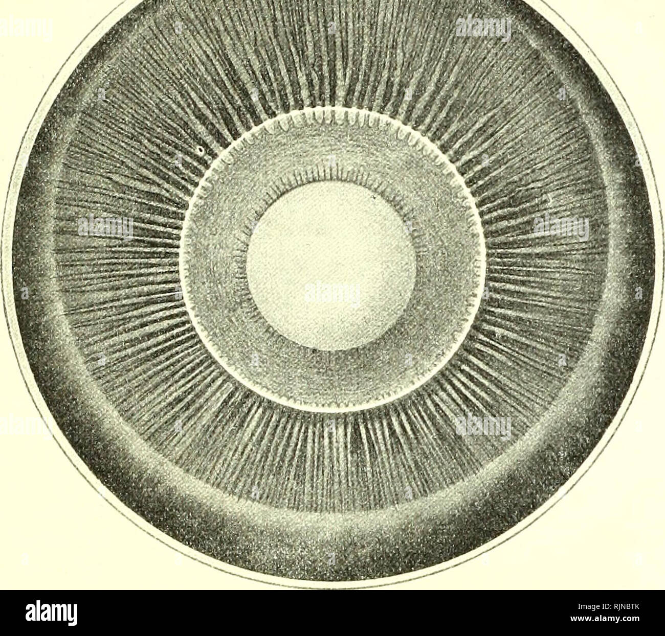 Histologisch hires stock photography and images Alamy