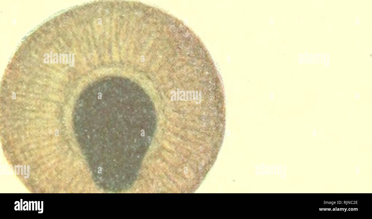 Polycoria hires stock photography and images Alamy