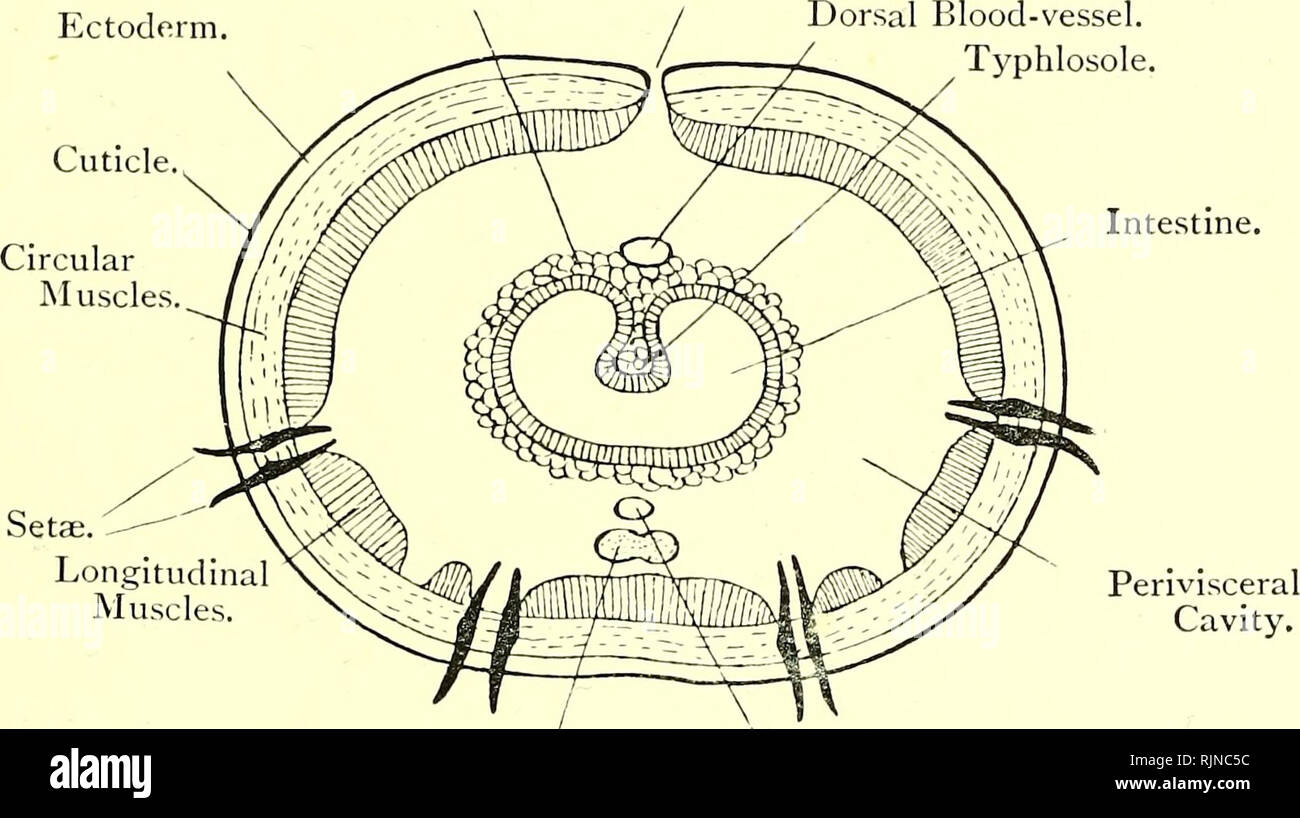 . Elementary textbook of zoology [electronic resource]. Zoology
