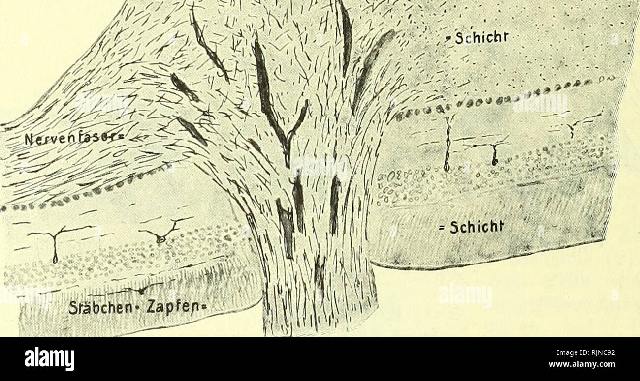 Pecten eye hires stock photography and images Alamy