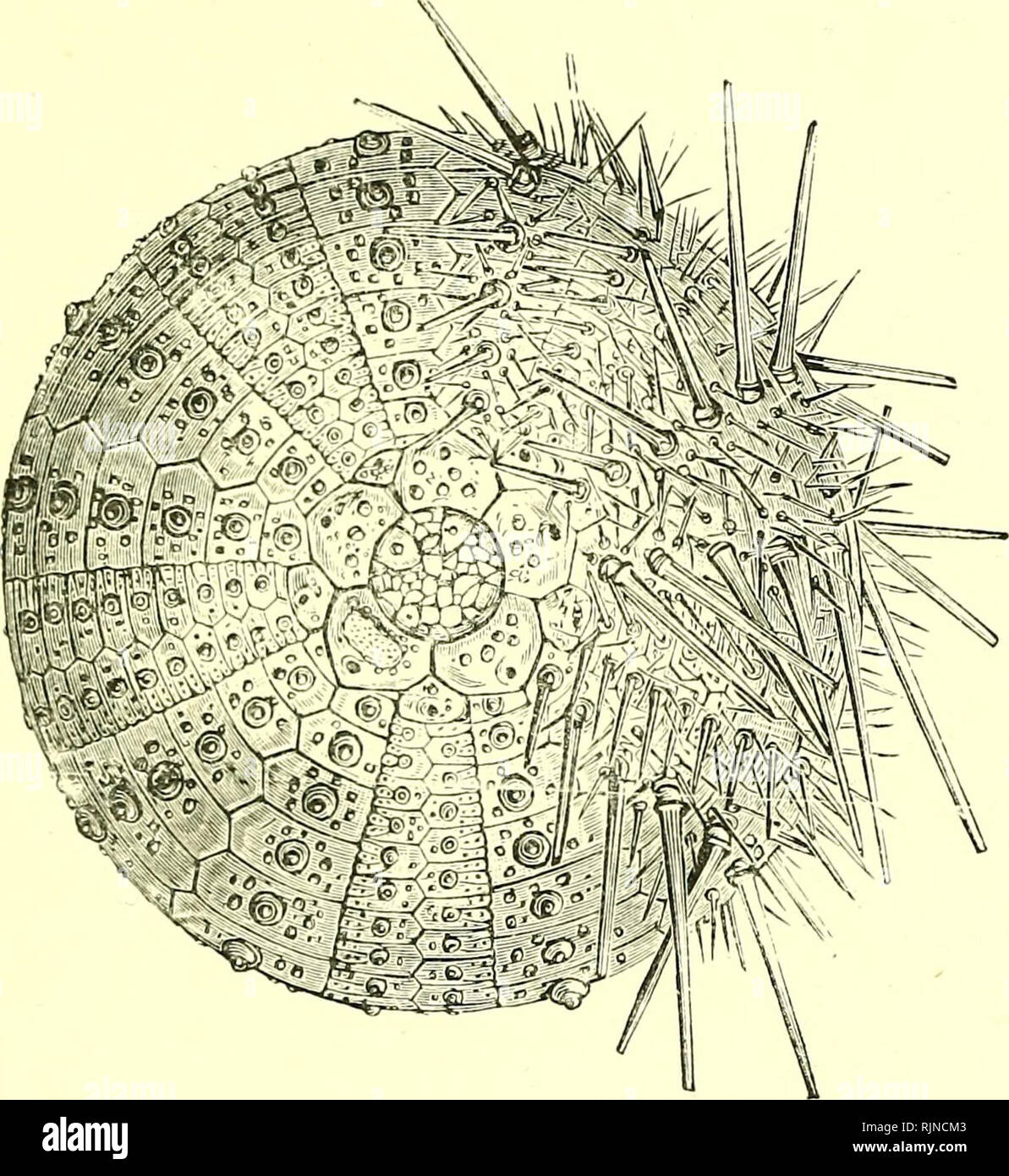 . Elementary text-book of zoology [electronic resource]. Zoology. ARCHICCELOMATA. 17, Fig. 9S.—A Common Sea-Ukchin (Echinus Microstoma ). Natural size (After Wyvili.e Thomson).. The animal is seen from the aboral surface, from the left half of which the spines have been removed. The plates can be identilied from the next figure. l^ig- 99-—Diagram of Dorsal View of Echinus SHOWING THE PlATES. Genital Plate. — Madreporite. - Anus. Ocular Plate. Ant-Ambulacral Plates. Ambulacral Plates. In the sand-dwelling types, or Ileart-urchins, such as Spatangits there are no lantern nor tedh^ and the body b Stock Photo
