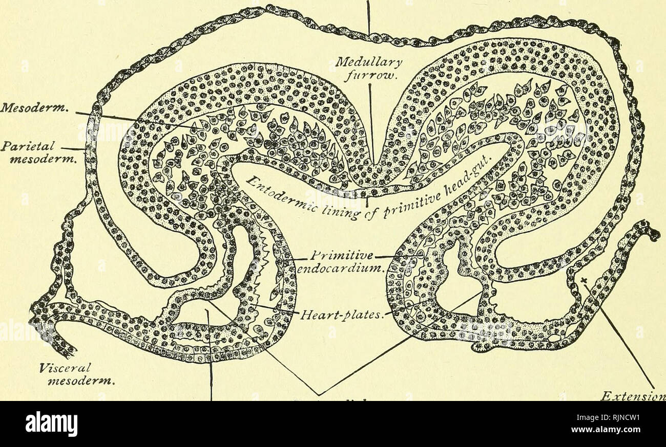 Musculi pectinati hires stock photography and images Alamy