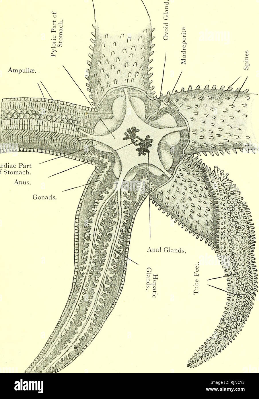 . Elementary text-book of zoology [electronic resource]. Zoology. ASTERIAS 159 Fig. 91.—Aboral Dissection of a Common Starfish. {AJ. nat.) Ampulla; Cardiac Part of Stomach. Anus.. '^^^ Iwll''^^^^V'&quot;&quot;? V&quot;&quot;' t° the oral surface, the lower left arm has its aboral wall removed and the upper left arm has the pyloric glands ren^oved. Please note that these images are extracted from scanned page images that may have been digitally enhanced for readability - coloration and appearance of these illustrations may not perfectly resemble the original work.. Masterman, Arthur Thomas; Par Stock Photo