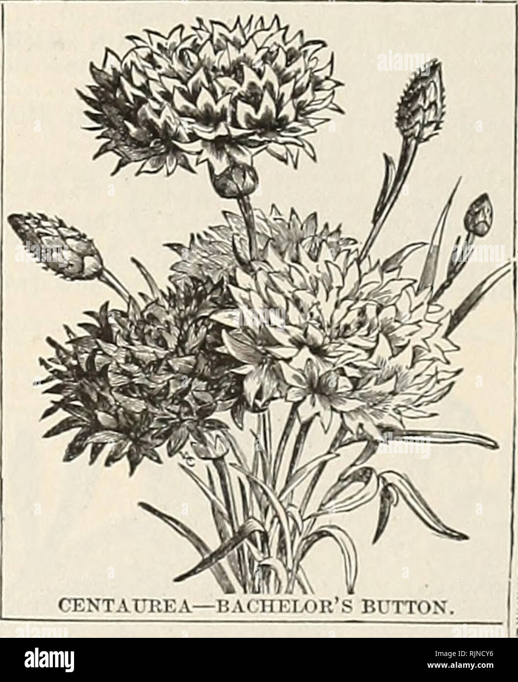 . A. W. Livingston's Sons seed annual : &quot;true blue.&quot;. Seeds Catalogs; Seed industry and trade Ohio Columbus Catalogs; Vegetables Ohio Columbus Catalogs; Fruit Ohio Columbus Catalogs; Flowers Ohio Columbus Catalogs. CENTAUREA CYANUS, OR BACHELOR'S BUTTONS. (Corn Flower, Blue Bottle, Ragged Sailor, etc.)—Very old favorite hardy annual; flowers freely in almost any situation; for cut flowers they are largely tised both in Europe and this country, a little Dunch of the blue Com Flower being a favorite bou- tonniere. CYANUS—Pwre white; very fine CYANUS—&quot;i??H€r' or Emperor Flower. Fin Stock Photo