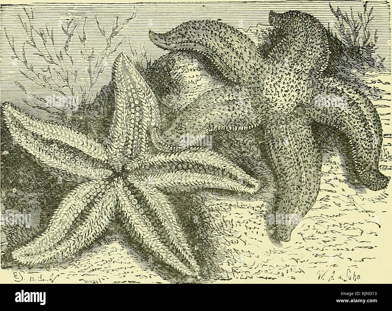 . Elementary text-book of zoology [electronic resource]. Zoology. 156 J R CHIC CEL OMA TA. CHAPTER XV. ARCHICCELOMA TA. I. —ASTERIAS. Phylum - - - - Archiccelo^iata. Class ----- Echinodermata. Order - - - - Asteroidea. Fig. 88.—isTERiAS Rubens.. (In the left the oral surface is seen with the five ambulacral grooves and tube-feet ; on the right is the aboral surface with the madreporite between the two lower arms. Asterias rubens (the starfish) is one of the commonest marine httoral animals. The body is of a dull yellow-red colour, flattened and produced into five equal-sized arms. This gives  Stock Photo